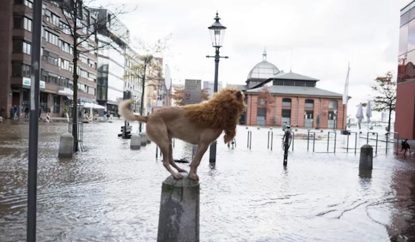 LionDogWater