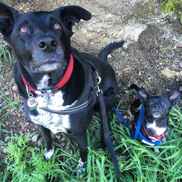 Riggins and his mini-me, Louie, patiently waiting for a treat. (Wendy Newell)