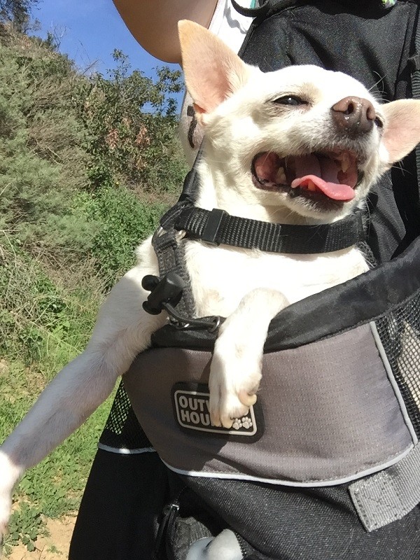 Land-dog Fredo! (Photo by Wendy Newell)