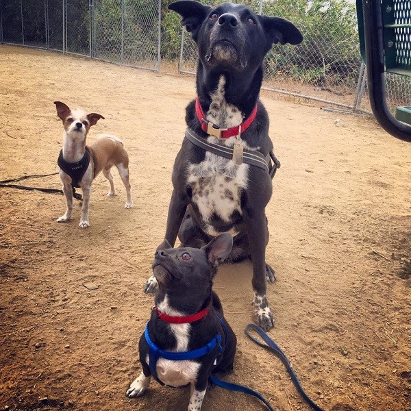Seriously! GIVE US TREATS! (Photo by Wendy Newell)