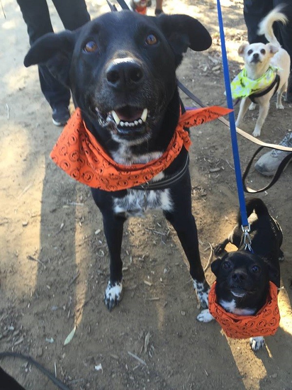 Riggins and Louie, still looking for treats. (Photo by Wendy Newell)