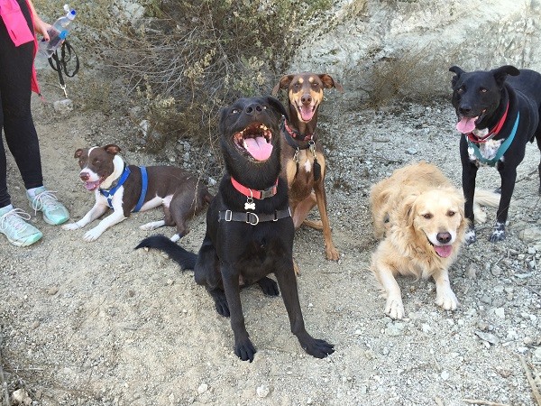 Happy hikers! Beaux, Huxley, Shadow, Asscher, and Riggins (Photo by Wendy Newell)