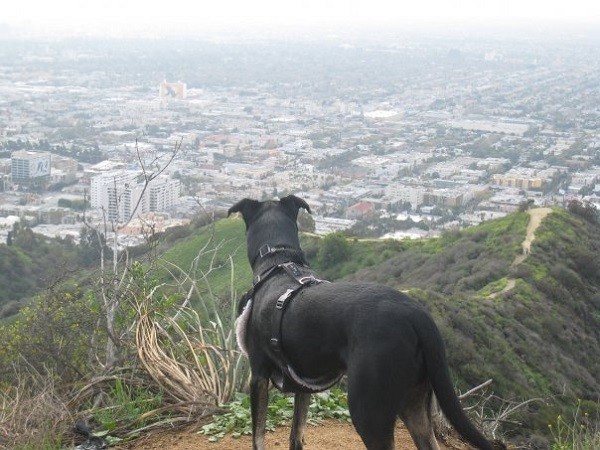 Looking over Hollywood (Photo by Wendy Newell)