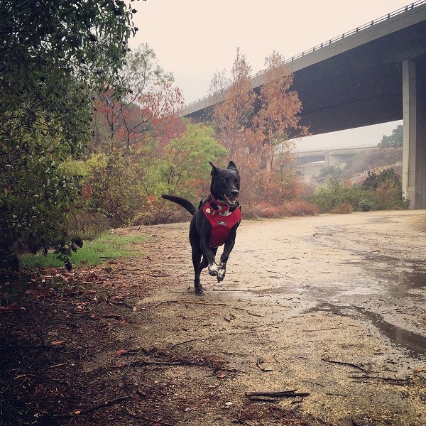 Running free is best done in the rain! (Photo by Wendy Newell)
