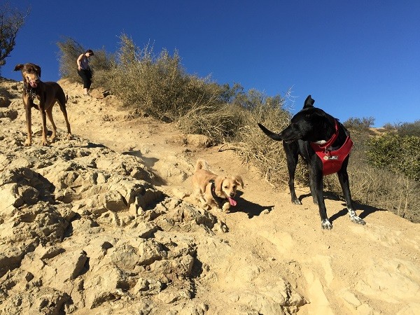 Riggins turns to make sure his doggie friends Shadow and Sadie along with Sadie's human aunt are getting down the hill ok. (Photo by Wendy Newell)