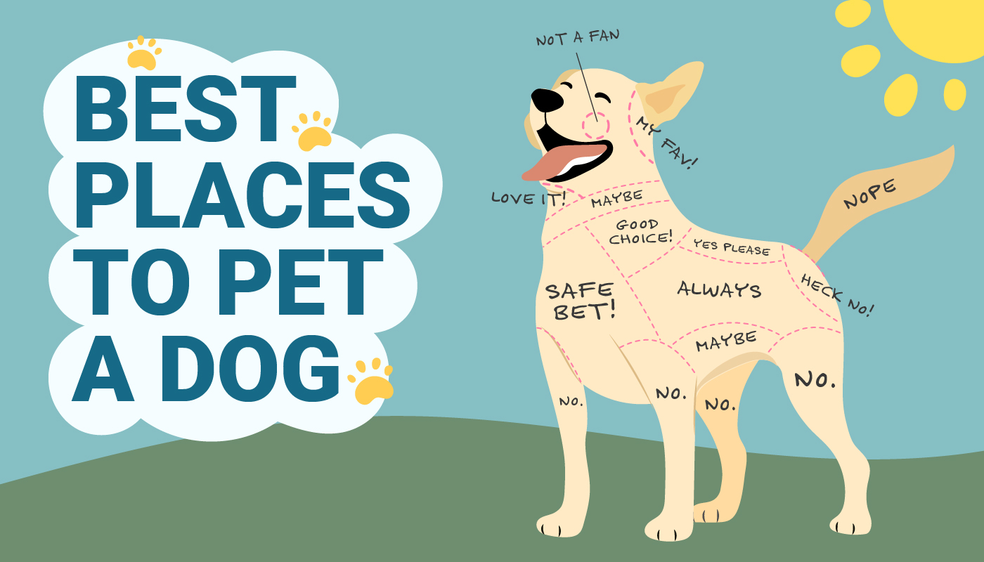 Best Places to Pet a Dog Infographic