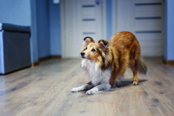 Shetland Sheepdog (Sheltie) dog in the kitchen, eagerly asking for food