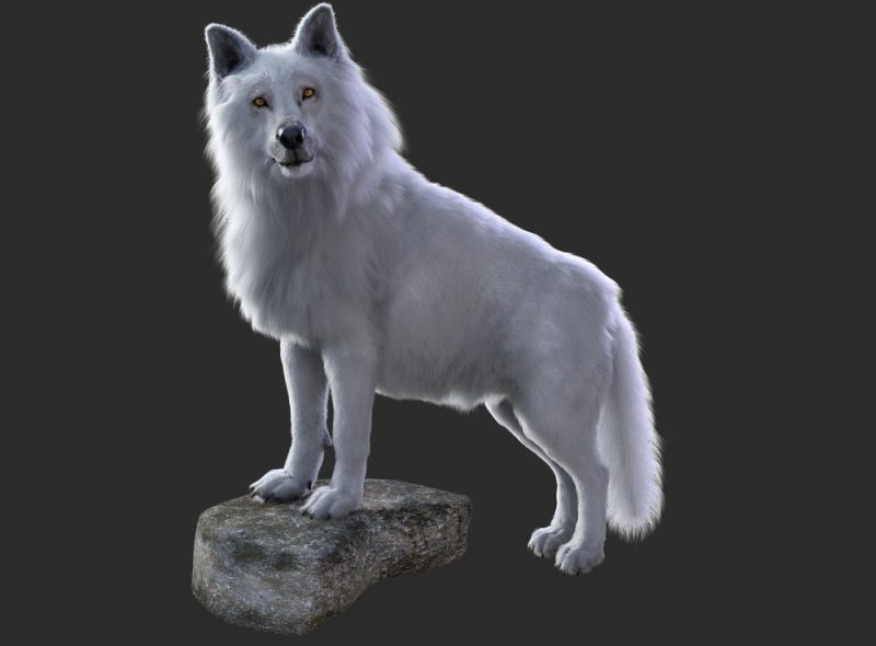 White wolf on stone render with grey background