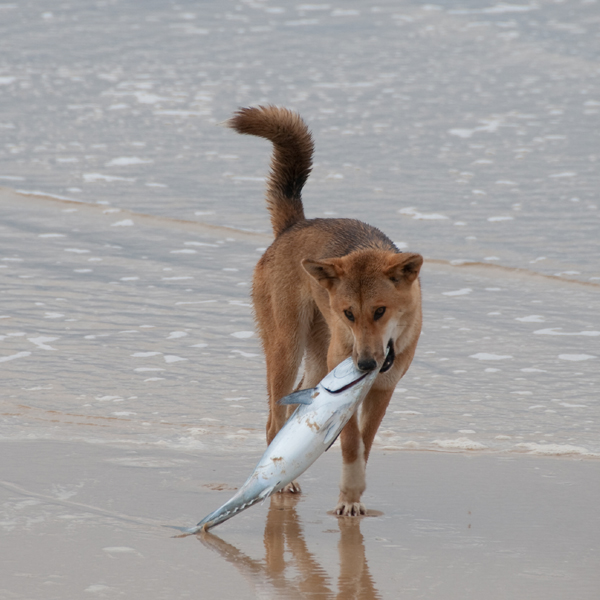 dog ate raw fish
