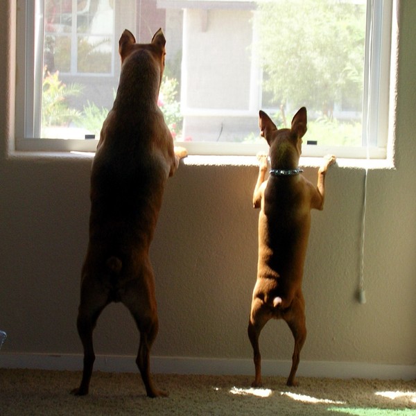 do dogs have a sense of time