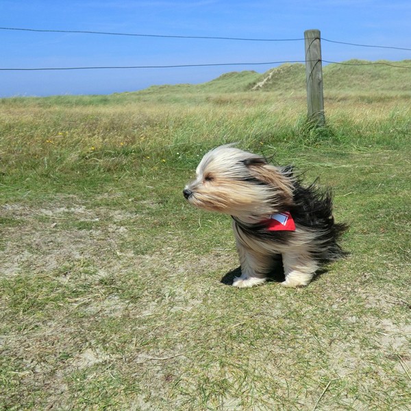 do dogs have a sense of time