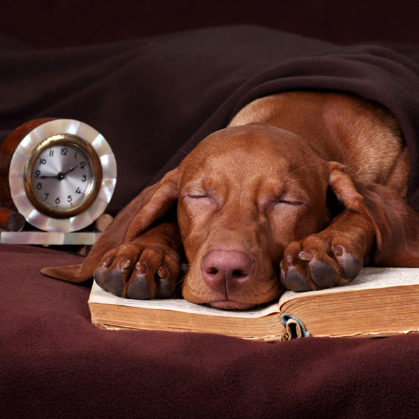 Do dogs have a sense of time dogster