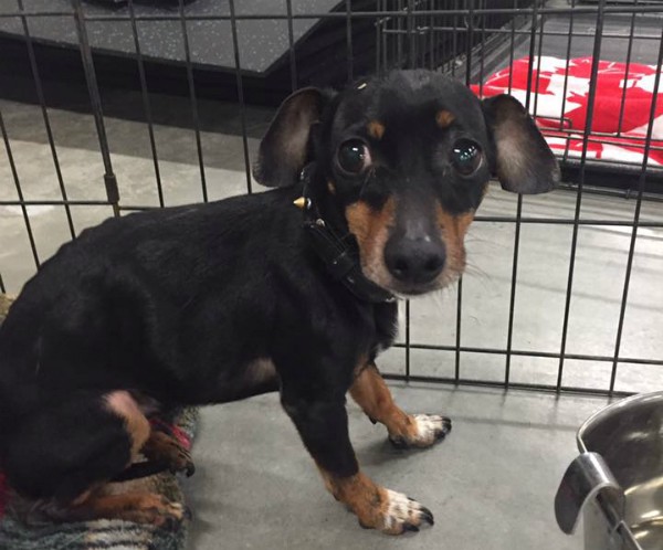 This little guy has since been reunited with his human after someone saved his life and brought him to an evacuation center in Lac La Biche. (Photo via Saving Grace Animal Sanctuary on Facebook)