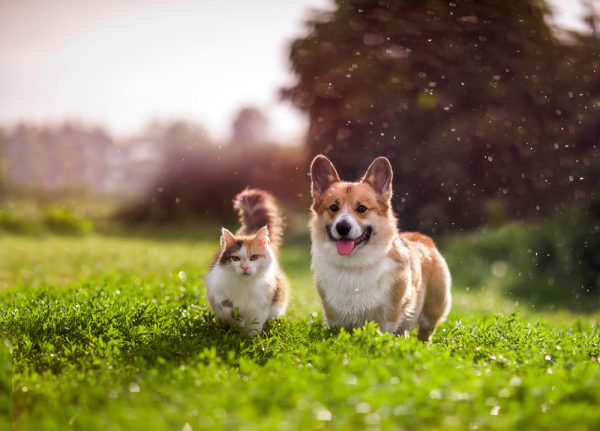 red cat and corgi dog walking in a summer meadow