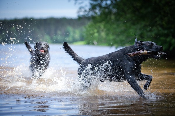 Labradors swimming by Shutterstock.