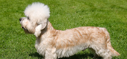 get to know the dandie dinmont terrier the einstein of the dog world