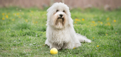 get to know the coton de tulear island magic