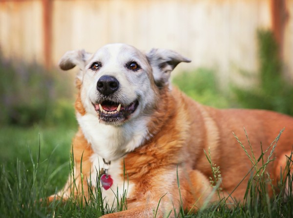 Ask a Vet: What Causes Panting and Trembling in Senior Dogs?