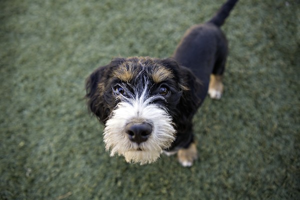 Begging dog by Shutterstock.