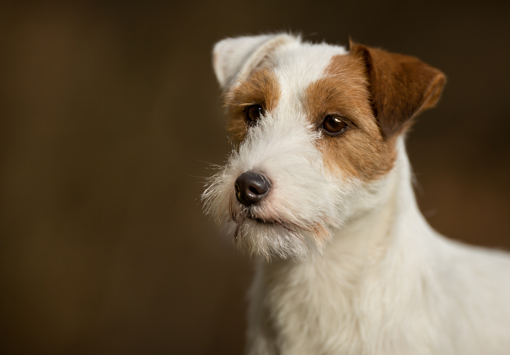 short legged wire haired breed of terrier with a medium length white coat
