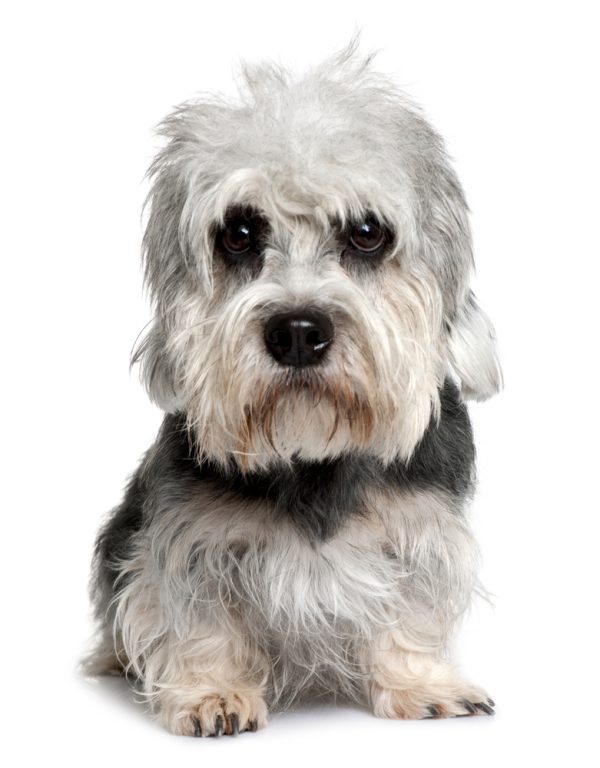 shutterstock_46432024