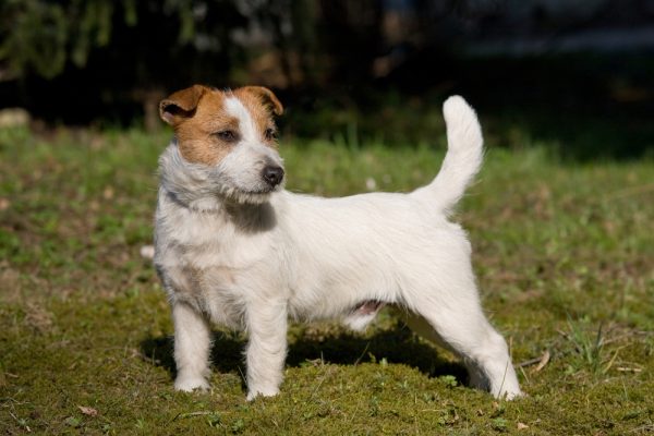 short legged wire haired breed of terrier with a medium length white coat