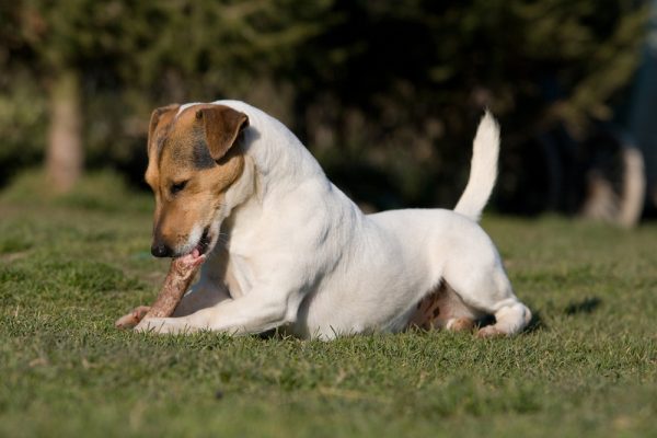 Get To Know The Russell Terrier The One With The Shorter Legs