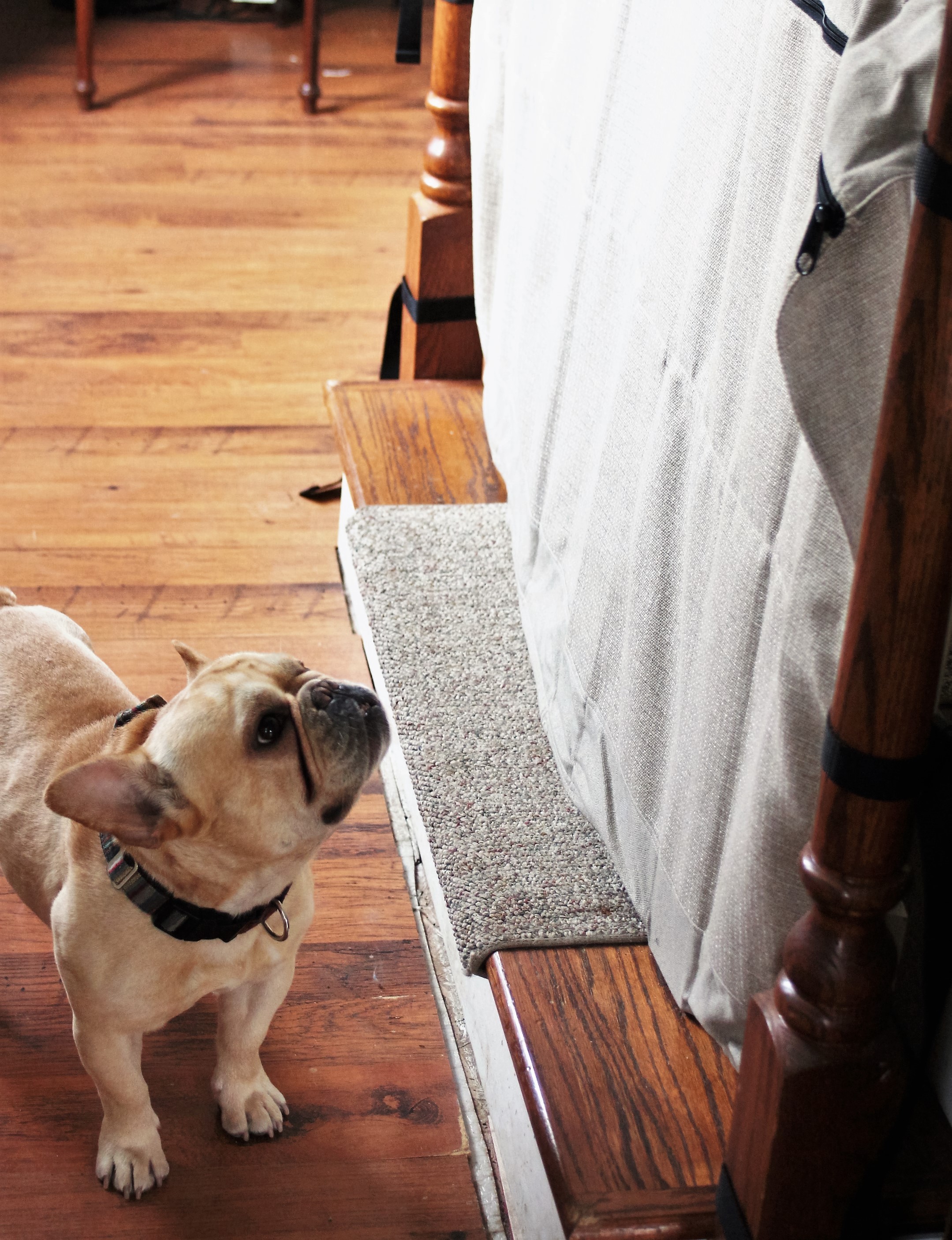 french bulldog falling down stairs