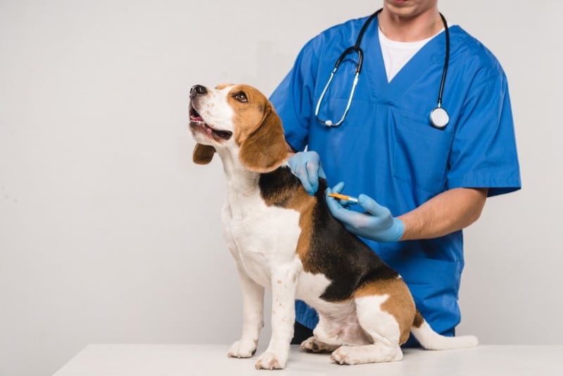 veterinarian microchipping beagle dog