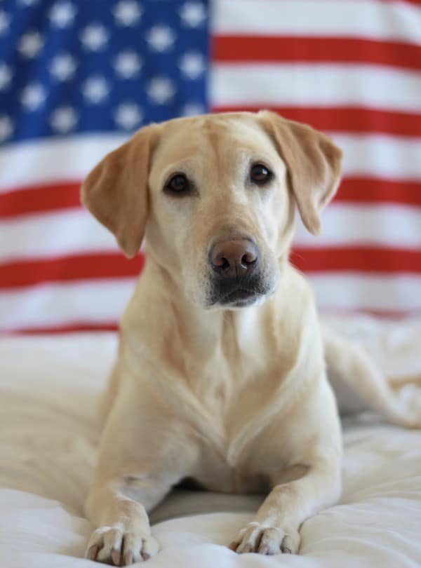 Belle made America proud during her time in Afghanistan. (All photos courtesy Sam and Jessica Wettstein)