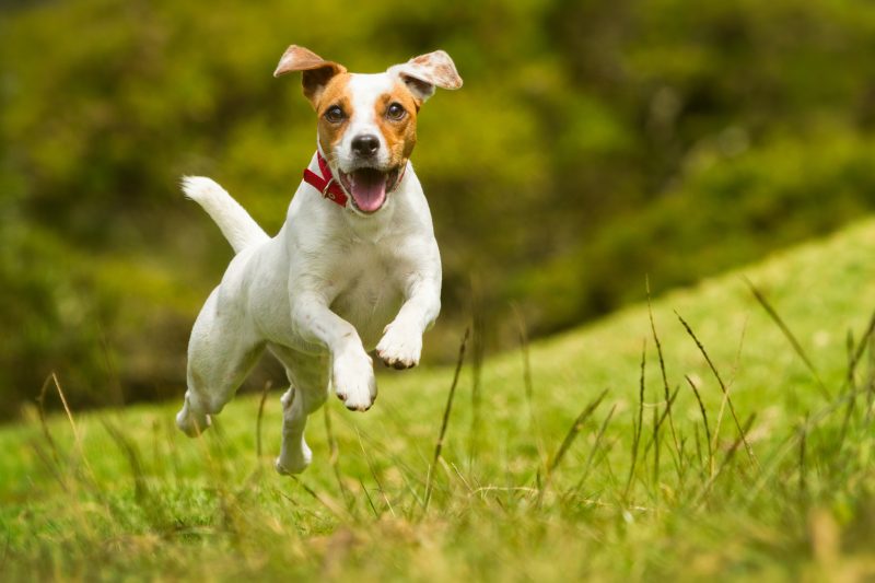 Jack Russel terrier dog happily running