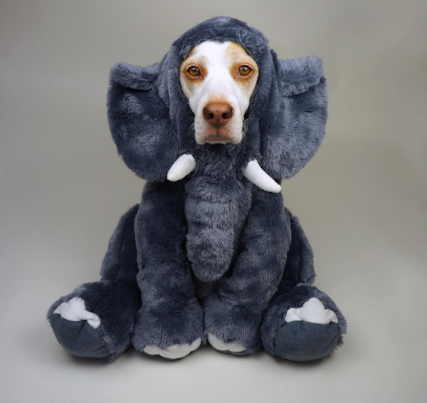 MaymoElephant