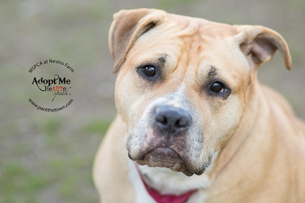 This happy-go-lucky bully mix is Nika! This irresistible 5-year-old’s favorite things are lounging, catching hot dogs, and giving sloppy kisses. She would do best as the only pet in a home that will let her spend plenty of time on the couch and give her lots of love. She’s waiting for you at MSPCA at Nevins Farm in Massachusetts. (Photo courtesy Darlene Woodward) 