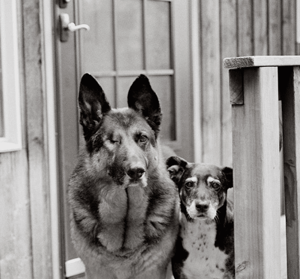 SeniorDogsBailey