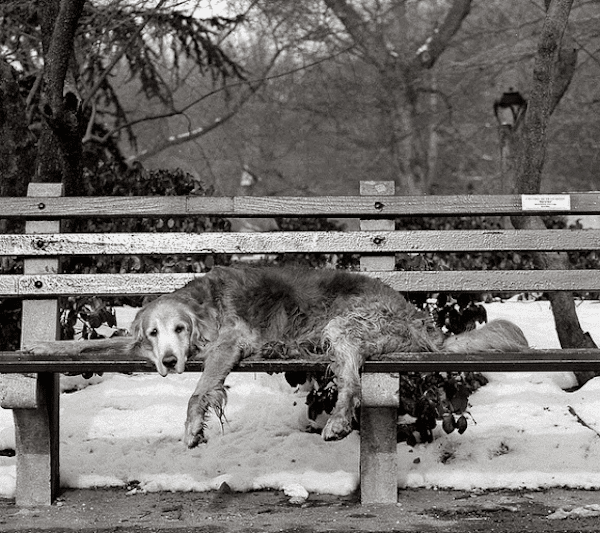SeniorDogsCooper