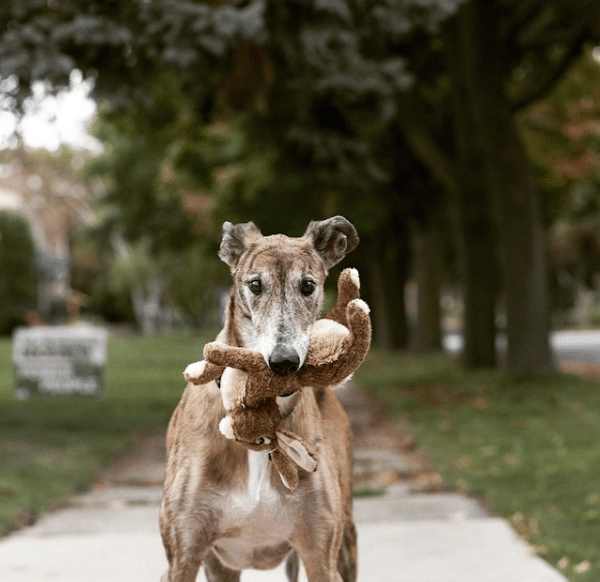 SeniorDogsKenya