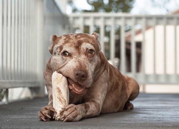 SeniorDogsRed