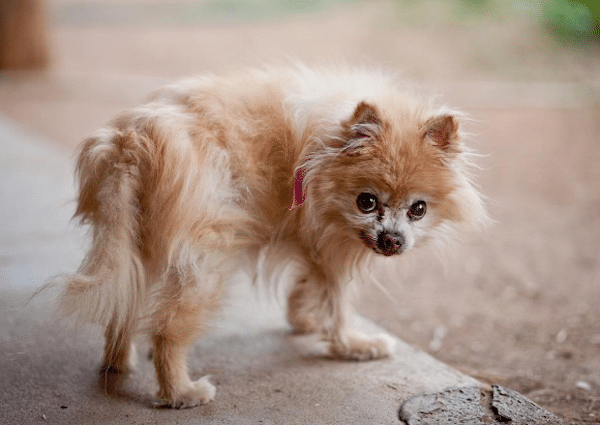 SeniorDogsSunshine