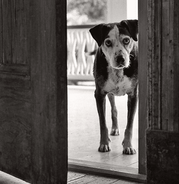 SeniorDogsWally
