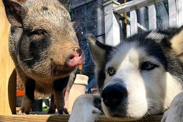 are pigs smarter than dogs