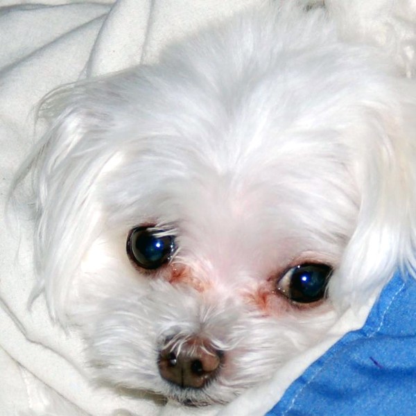 A white dog with tear stains.