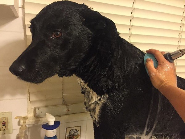 At least Riggins gets a regular bath. Even if he doesn't like it! (Photo by Wendy Newell)