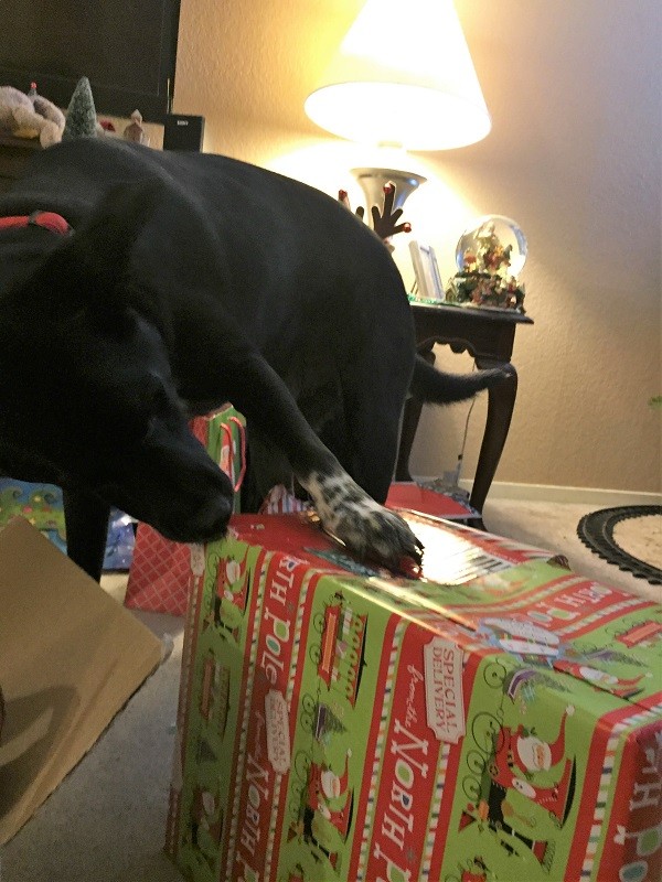 Who needs hands to open presents? Riggins has claws and teeth! (Photo by Wendy Newell) 