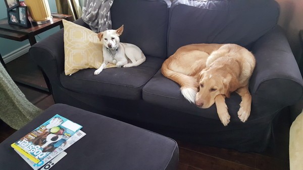 Always a gentleman, GhostBuster lets Marshmallow sit on his new couch.