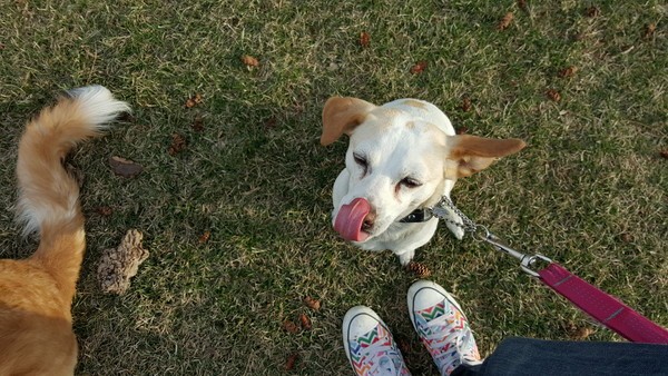 This crazy pup may never be an off-leash girl. 