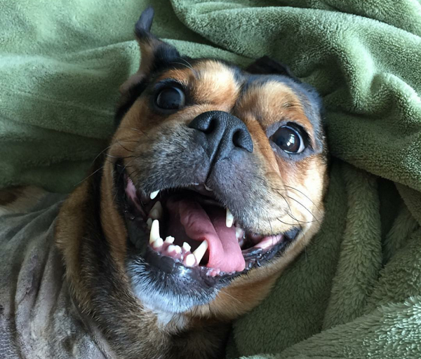 Panda is a happy, normal dog these days.