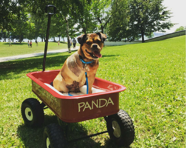 Panda loves her alternative mode of transportation.