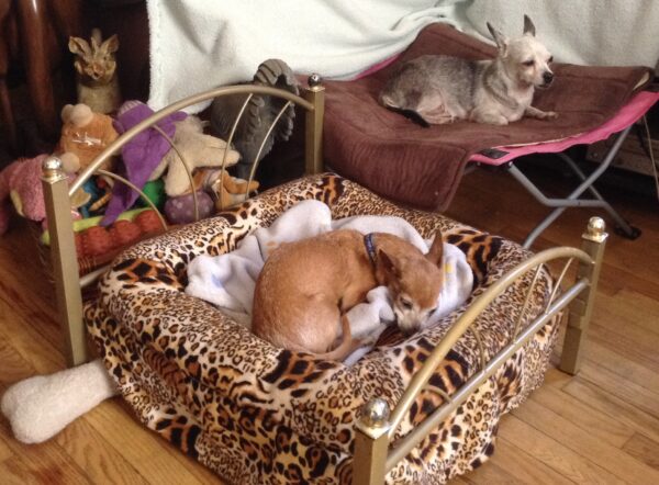 Raised dog beds