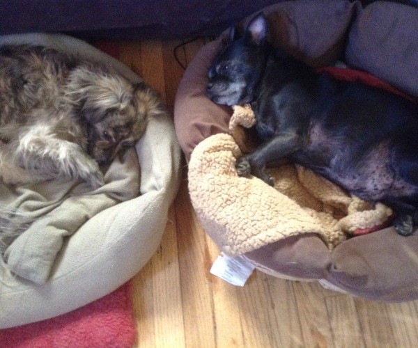 Alex and Chuck napping
