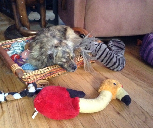 Dog sleeping in toy box